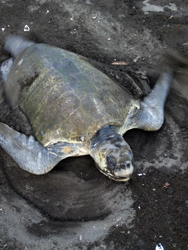 Laud Turtle